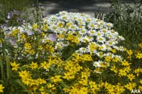 Picture of yellow and white flowers